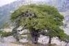 yaşlı çam ağacı
