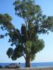 Muğla Milas ören Sahilindeki Ağaç