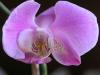 Orkidenin dışa açılan dünyası