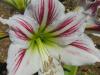 Amaryllis