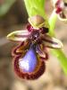 Ophrys Speculum