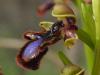 Ophrys Speculum