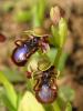 Ophrys Speculum