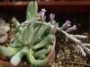 Adromischus Mammillaris Filicaulis