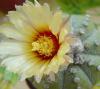 Astrophytum Asterias