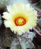 Astrophytum Crassispinoides