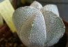 Astrophytum Myriostigma Onzuka