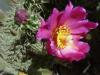 Cylindropuntia Imbricata