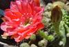 Echinopsis Obrepanda