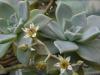 Graptopetalum Paraguayensis