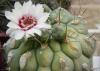 Gymnocactus Chiqutanum