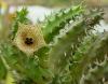 Huernia Boleana