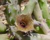 Huernia Nigeriana