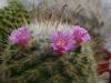 Mammillaria Bombycina