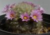 Mammillaria Carmanae Beyaz Dikenli