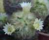 Mammillaria Carmanae Sar Dikenli