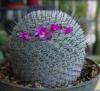 Mammillaria Donatii