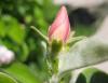Ayva Çiçeği - Cydonia