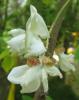 Beyaz Akasya Çiçeği