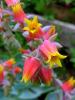 Echeveria iek 2