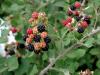 Brtlen(Rubus canescens?)