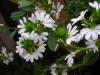 Beyaz Yelpaze çiçeği