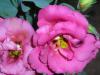 Lisianthus