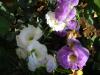 Lisianthus