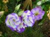 Lisianthus