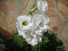 Lisianthus