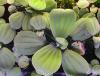 Pistia 1