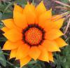 Gazania