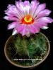 thelocactus bicolor v. commodus