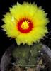 kakts astrophytum capricorno