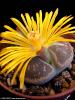 kakts lithops