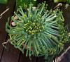 Euphorbia Flanaganii