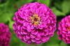 Kirli Hanm iei (zinnia Elegance)