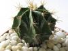 Astrophytum ornatum