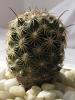 Coryphantha echinoidea