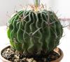 Echinofossulocactus multicostatus