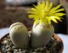 Lithops dorotheae