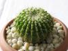 Notocactus herteri