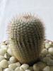 Notocactus rudibueneckeri