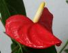 Anthurium andreanum