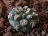 Gymnocalycium calochlorum