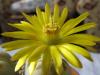 Lithops dorotheae