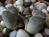 Taotu (Lithops salicola)