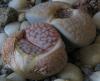 Taotu (Lithops gracilidelineata)