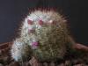 Mammillaria bombycina