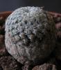 Mammillaria pectinifera